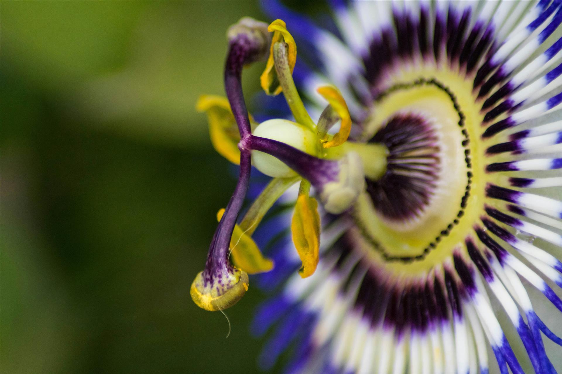 Passion Flower