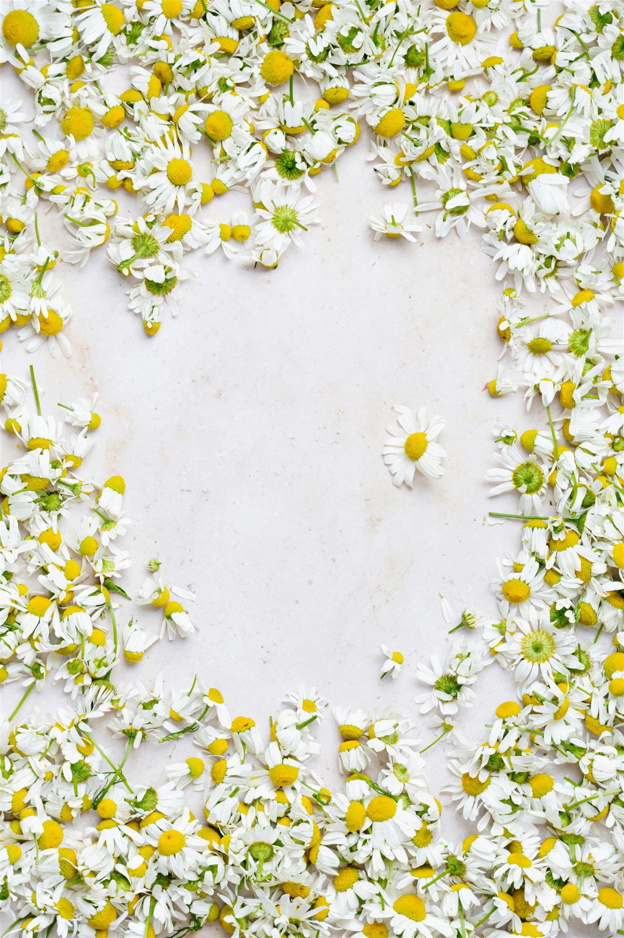Chamomile
